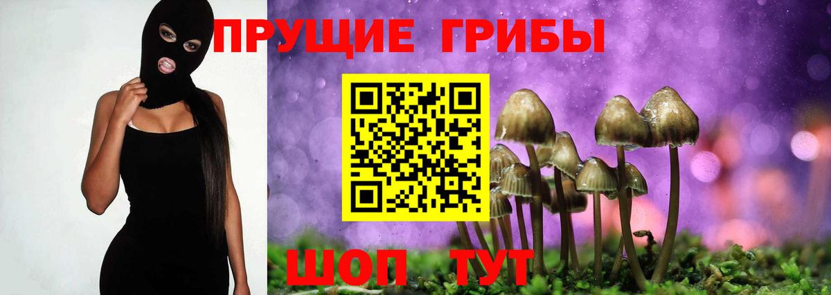 купить наркотики цена  Вход с VPN  Коркино  Псилоцибиновые грибы Psilocybe 